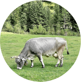 A cow on the field